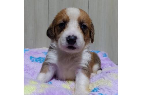 成約済の神奈川県のミックス犬-123146の5枚目