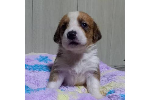 成約済の神奈川県のミックス犬-123146の4枚目