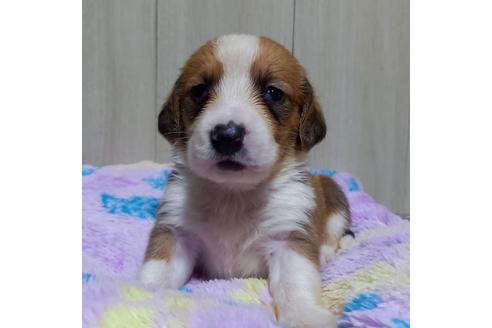 成約済の神奈川県のミックス犬-123146の3枚目