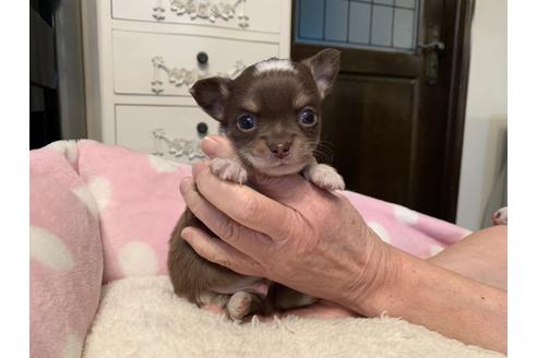 成約済の福岡県のチワワ(ロングコート)-123869