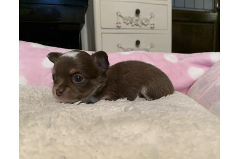 成約済の福岡県のチワワ(ロングコート)-123869の3枚目