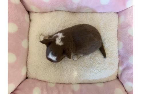 成約済の福岡県のチワワ(ロングコート)-123869の2枚目