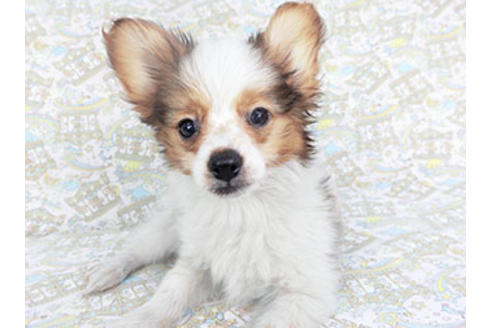 成約済の千葉県のパピヨン-118314の1枚目