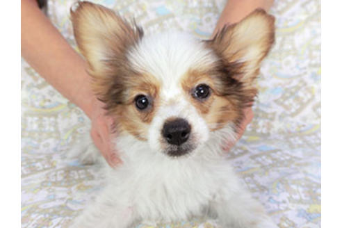 成約済の千葉県のパピヨン-118314の4枚目