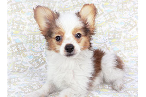 成約済の千葉県のパピヨン-118314の3枚目