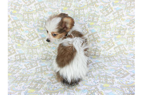 成約済の千葉県のパピヨン-118314の2枚目