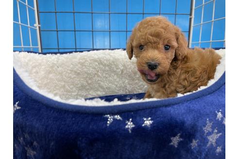 成約済の愛媛県のトイプードル-123889の1枚目