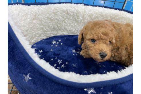 成約済の愛媛県のトイプードル-123889の2枚目