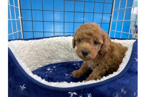 成約済の愛媛県のトイプードル-123889の3枚目