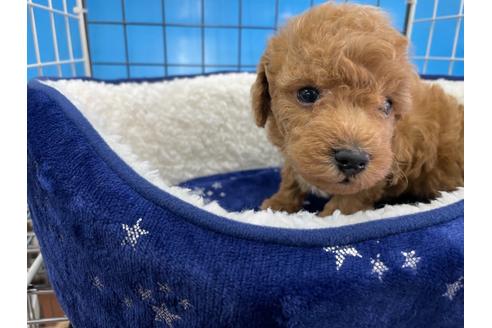 成約済の愛媛県のトイプードル-123889の4枚目