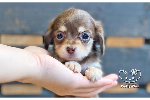 成約済の愛知県のチワックス:チワワ×ミニチュアダックスフンド-123914の1枚目