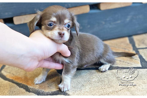 成約済の愛知県のチワックス:チワワ×ミニチュアダックスフンド-123914の4枚目