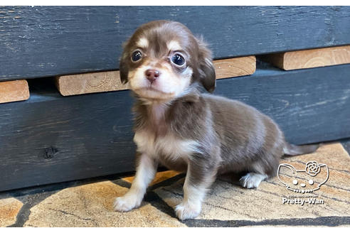 成約済の愛知県のチワックス:チワワ×ミニチュアダックスフンド-123914の5枚目