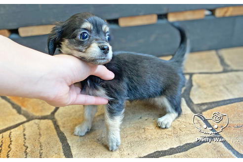 成約済の愛知県のチワックス:チワワ×ミニチュアダックスフンド-123915の2枚目