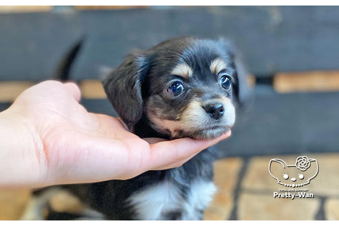 価格の高い(40万円以上)チワックス:チワワ×ミニチュアダックスフンドの