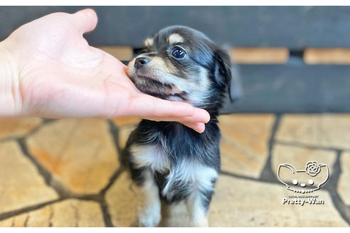 成約済の愛知県のチワックス:チワワ×ミニチュアダックスフンド-123915の4枚目