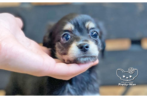 成約済の愛知県のチワックス:チワワ×ミニチュアダックスフンド-123915の3枚目