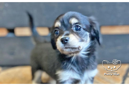 成約済の愛知県のチワックス:チワワ×ミニチュアダックスフンド-123915の5枚目