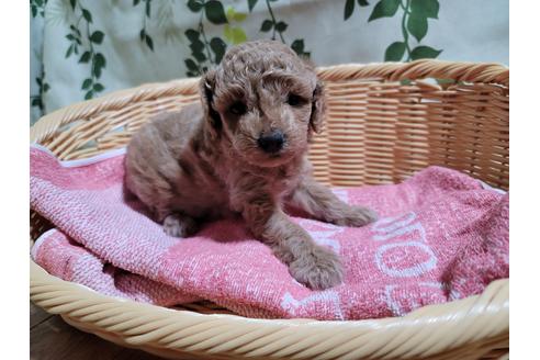 成約済の千葉県のトイプードル-121507の1枚目