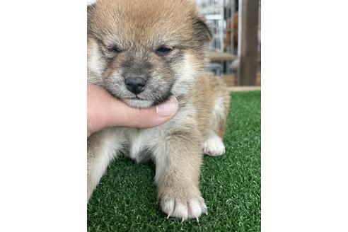 成約済の広島県の柴犬-121141の1枚目