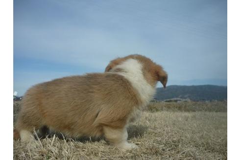 成約済の長野県のウェルシュコーギーペンブローク-123985の8枚目