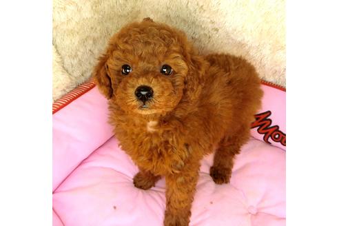 成約済の茨城県のトイプードル-123988の1枚目