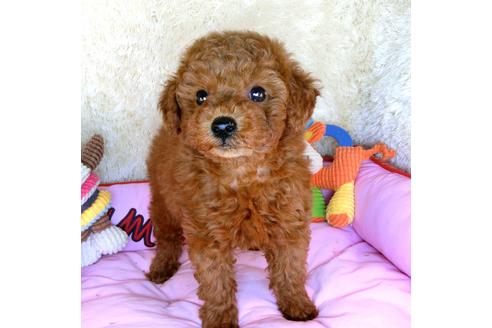 成約済の茨城県のトイプードル-123988の6枚目