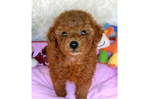 成約済の茨城県のトイプードル-123988の4枚目