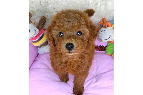 成約済の茨城県のトイプードル-123988の3枚目
