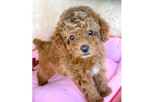 成約済の茨城県のトイプードル-123991の1枚目