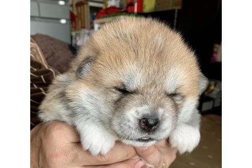 愛知県の秋田犬 女の子 21 01 23生まれ 虎毛のお母さんと赤色のお父さんから産まれました 子犬id ブリーダーナビ 愛知県の秋田犬 女の子 21 01 23生まれ 虎毛のお母さんと赤色のお父さんから産まれました 子犬id ブリーダーナビ