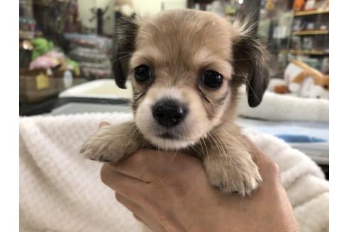 成約済の京都府のチワックス:チワワ×ミニチュアダックスフンド-121062の1枚目