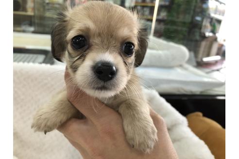 成約済の京都府のチワックス:チワワ×ミニチュアダックスフンド-121062の6枚目