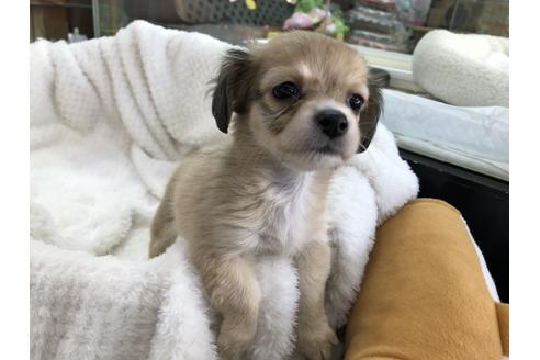 成約済の京都府のチワックス:チワワ×ミニチュアダックスフンド-121062の4枚目