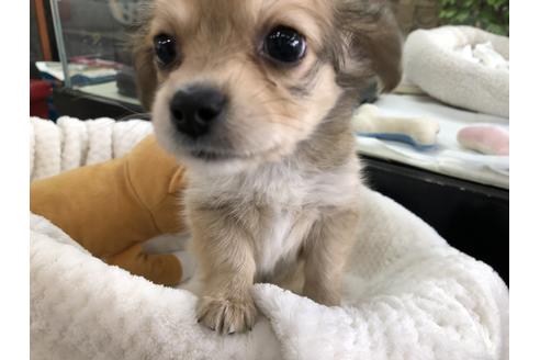 成約済の京都府のチワックス:チワワ×ミニチュアダックスフンド-121062の2枚目