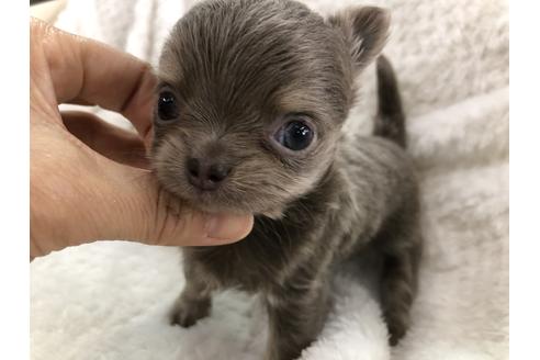 成約済の京都府のチワワ(ロングコート)-123381の1枚目