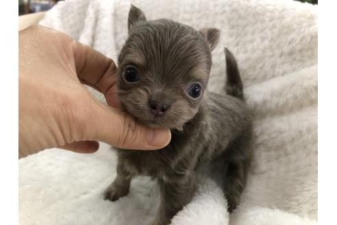 成約済の京都府のチワワ(ロングコート)-123381の5枚目