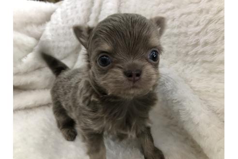 成約済の京都府のチワワ(ロングコート)-123381の4枚目