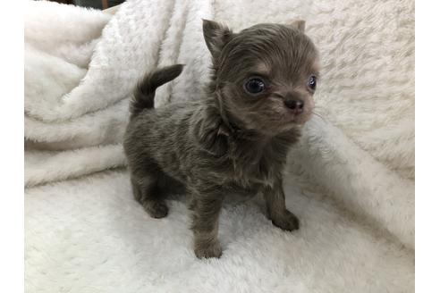 成約済の京都府のチワワ(ロングコート)-123381の3枚目