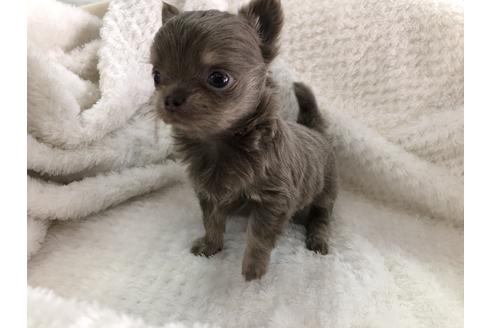 成約済の京都府のチワワ(ロングコート)-123381の2枚目