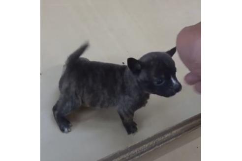 成約済の佐賀県のミックス犬-124047の2枚目