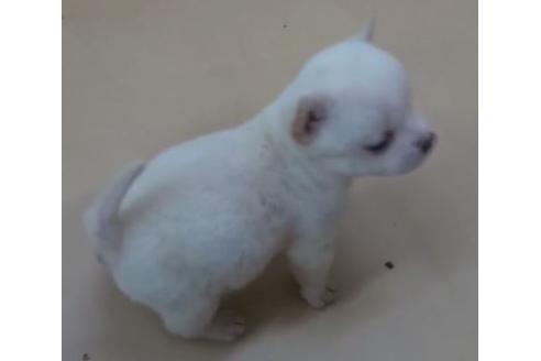 成約済の佐賀県のミックス犬-124052の2枚目