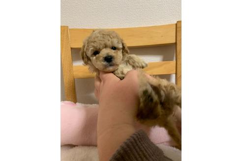 成約済の山形県のマルプー:マルチーズ×トイプードル-122905