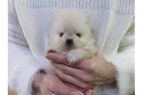 成約済の愛知県のポメラニアン-121196の1枚目