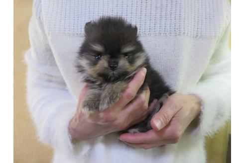 成約済の愛知県のポメラニアン-121199の1枚目