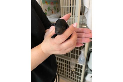 成約済の千葉県のティーカッププードル-124070の19枚目