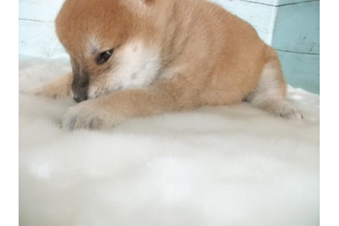 成約済の埼玉県の柴犬-124084の2枚目