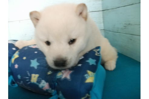 成約済の埼玉県の柴犬-124085の2枚目