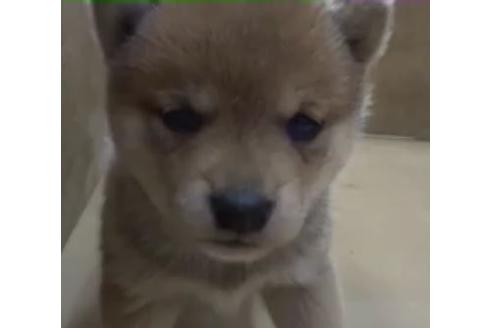 成約済の佐賀県の豆柴-124090