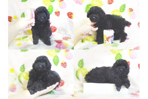 齊藤友美ブリーダーのトイプードルの子犬